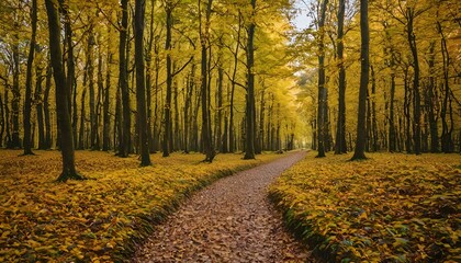 path in autumn forest