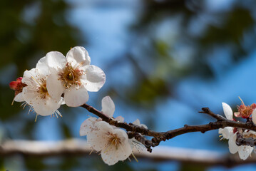 青空に白梅が咲いて