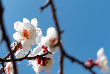 青空に白梅が咲いて
