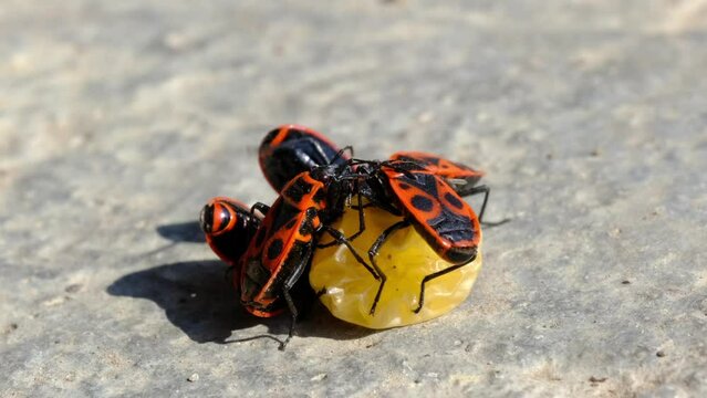 Closeup of the European firebugs (Pyrrhocoris apterus) easting a grape on the ground