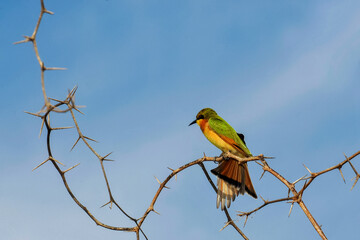 Guêpier nain perché sur une branche d'acacia