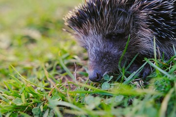 Closeup of a cute hedgehog perched on lush green grass