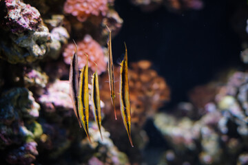 Razorfish Aeoliscus strigatus, aka razorfish, jointed razorfish or coral shrimpfish fish underwater in sea - 768810192