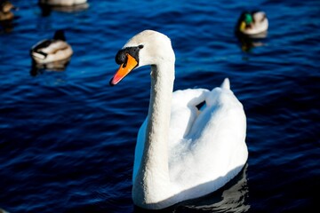 Majestic white swan peacefully gliding across a tranquil lake