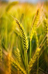 Fototapeta premium Close Up of a Wheat Field