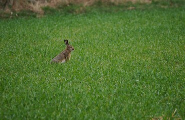 Adorable small rabbit stands in a vast field of lush green grass