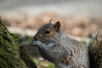 Obraz premium Squirrel perched in the shade of a tree eats a nut from its paws