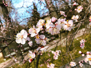 cherry blossom in spring