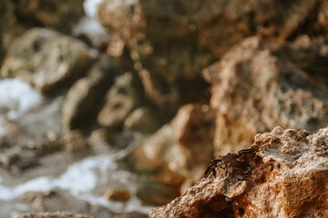 Rock on beach, small crab visible on surface