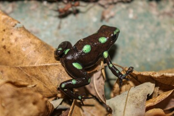 Naklejka premium Green frog is perched on leaves
