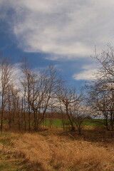 Obraz na płótnie Canvas A field with trees and grass