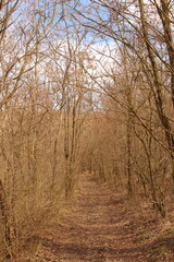 A dirt road with trees and a building in the background