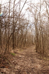 A dirt path through a forest