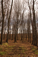 A group of trees in a forest
