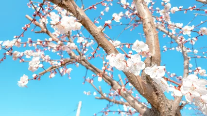 Rolgordijnen 벚꽃 © 김민경