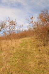 A field with trees and grass