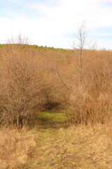 Fototapeta premium A field with trees and grass