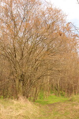 A tree with many branches