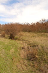 A grassy area with trees in the background