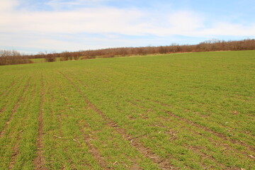 A field of green grass
