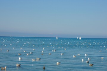 seagulls on the sea