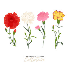 Set of color carnation flower set vector. Spring floral composition illustration. Elements for bouquet design. Bunch with carnations is a symbol of Mother's day Holiday