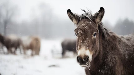 Fotobehang Donkey © Peter