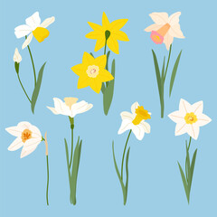 Obraz premium Set of beautiful narcissus flowers for cards, posters, textile, cover. Cartoon daffodil vector illustration on blue background