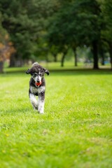 Fototapeta premium Cute poodle running joyfully on a lush green grassy field, with an orange ball in its mouth