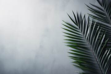 palm leaf background with copy space