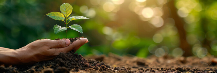 Hand holding a tree seedling, with a green background for the environment and ecology concept with sunlight.	
 - obrazy, fototapety, plakaty