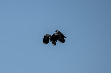 black and white lapwing in natural conditions on a sunny spring day in the vicinity of Moscow