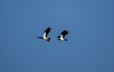 black and white lapwing in natural conditions on a sunny spring day in the vicinity of Moscow