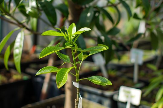 small sandalwood tree in greenhouse with tag