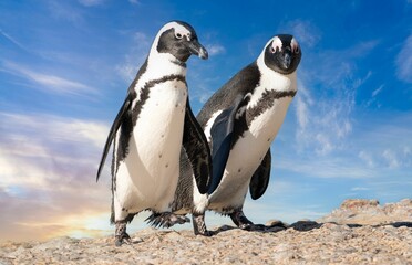 Obraz premium Two Spectacled penguins perched atop a jagged rock in Boulders Beach, Cape Town, South Africa