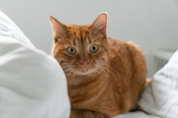 Ginger cat on a bed, looking at the camera with white pillows surrounding
