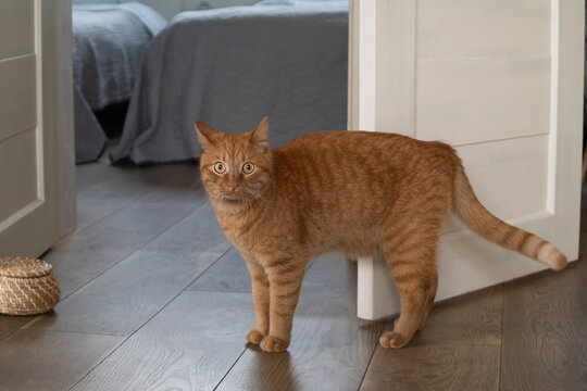 Attentive ginger cat standing on wooden floor near a wicker basket, bedroom in the background.