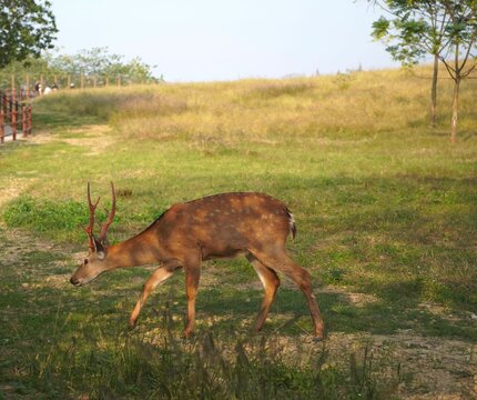 Barasingha deer strolling through a grassy field