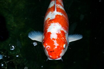 Vibrant Kohaku fish swims peacefully in an underwater environment