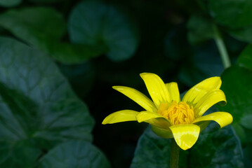 鮮やかな黄色　派手なビタミンカラーが群生するヒメリュウキンカ