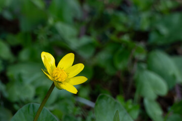 鮮やかな黄色　派手なビタミンカラーが群生するヒメリュウキンカ