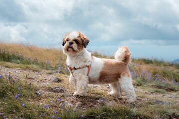 Shih Tzu on a hillside