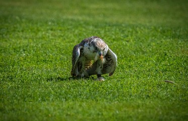 Osprey bird perched on a grassy field with prey in its beak