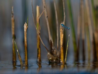 Selective focus shot of bright blue dragonflies near wild reeds