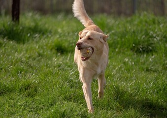 Beautiful golden retriever dog running around on a field with a toy in its mouth