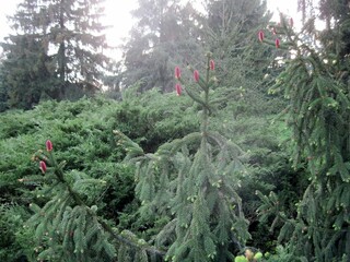 Fir tree in the springtime. Trees with cones. Young and old branches view. Beautiful natural landscape. Fresh air near evergreen trees. Fir tree in the garden. View in the wind.
