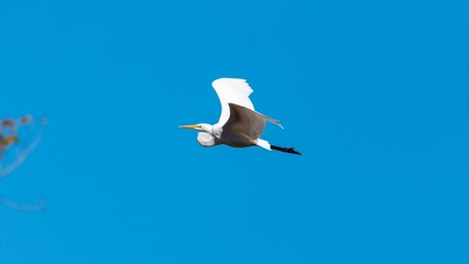 Obraz premium Great egret flying in the blue sky. Ardea alba.