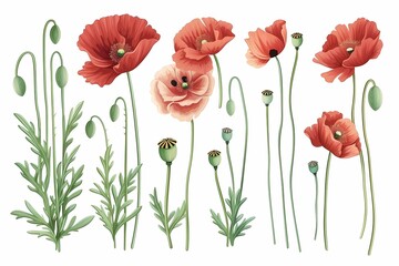 Obraz premium Floral collection, poppies flowers on a white background, cartoon style