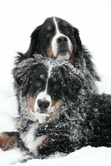 Adorable brown and white  Berner Sennenhund dogs sitting on the snow and looking at the camera