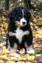 Adorable brown and white  Berner Sennenhund puppy looking aside outdoors